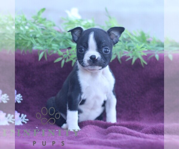 Medium Photo #1 Boston Terrier Puppy For Sale in PORT ROYAL, PA, USA