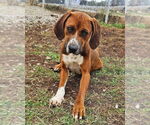 Small #1 Rhodesian Ridgeback Mix
