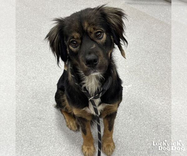 Medium Photo #2 Collie-Unknown Mix Puppy For Sale in Washington, DC, USA