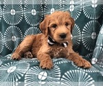Small Photo #12 Goldendoodle-Poodle (Standard) Mix Puppy For Sale in LAKELAND, FL, USA