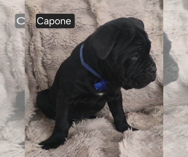 Medium Photo #5 Cane Corso Puppy For Sale in MINERAL WELLS, WV, USA