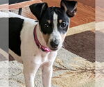 Small #1 Rat Terrier