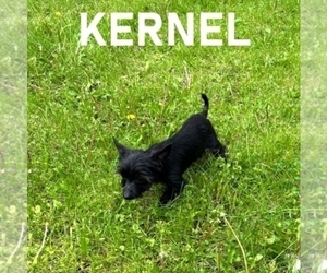 YorkiePoo Puppy for sale in HARTLAND, MN, USA