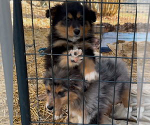 Australian Shepherd Puppy for Sale in BUMPASS, Virginia USA