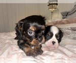 Small #2 Cavalier King Charles Spaniel