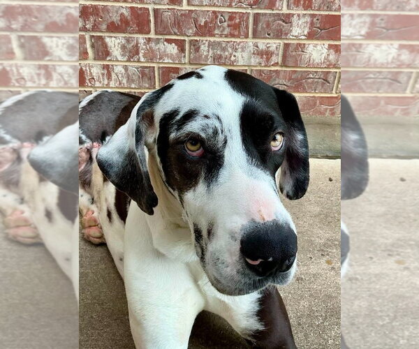Medium Photo #1 Great Dane Puppy For Sale in Bullard, TX, USA