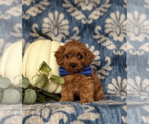 Cavapoo Puppy for Sale in CHRISTIANA, Pennsylvania USA