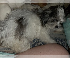 Peke-A-Poo Puppy for sale in RIPLEY, OH, USA