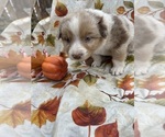 Puppy Rusty Australian Shepherd