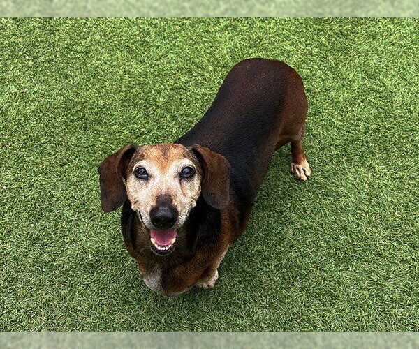 Medium Photo #2 Dachshund Puppy For Sale in Orange, CA, USA