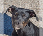 Finch - Male American Staffordshire Terrier-Rottweiler Mix Dog for Adoption - Small photo