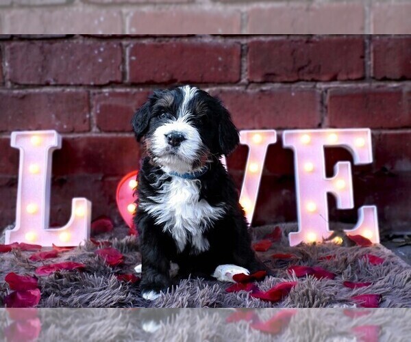 Medium Photo #10 Bernedoodle Puppy For Sale in ELMWOOD, IL, USA