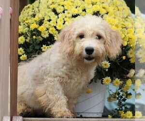 Goldendoodle (Miniature) Puppy for sale in FREDERICKSBG, OH, USA