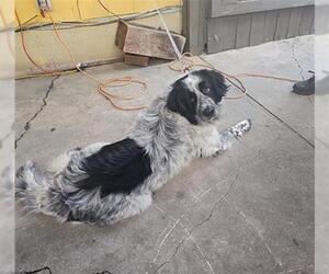 Australian Shepherd-Unknown Mix Dogs for adoption in San Antonio, TX, USA