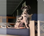 Small #2 Great Dane