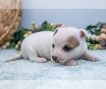 Small Photo #25 Chihuahua-Chorkie Mix Puppy For Sale in FREDERICKTOWN, OH, USA