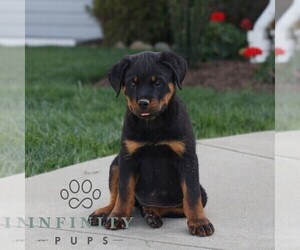 Rottweiler Puppy for sale in CHRISTIANA, PA, USA