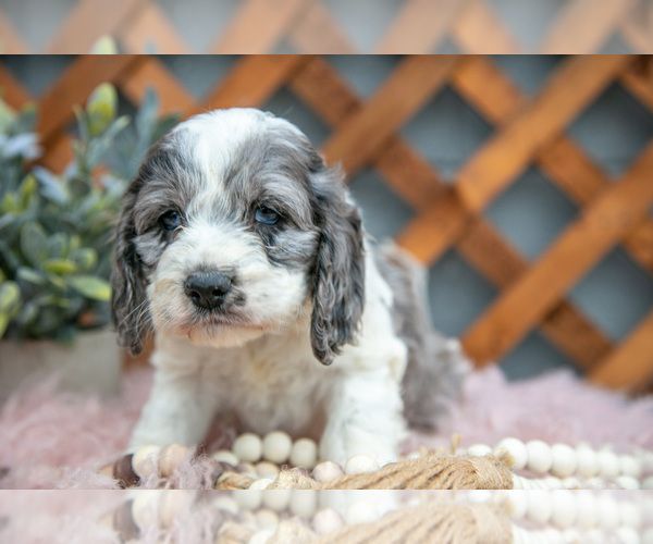 Medium Photo #7 Cock-A-Poo Puppy For Sale in MILLERSBURG, OH, USA