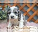 Small Photo #7 Cock-A-Poo Puppy For Sale in MILLERSBURG, OH, USA