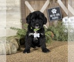 Small Photo #3 Bernedoodle Puppy For Sale in WOLCOTT, IN, USA