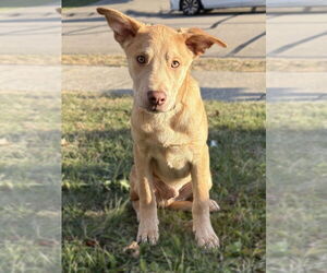 Labrador Retriever-Unknown Mix Dogs for adoption in LAKE ST LOUIS, MO, USA