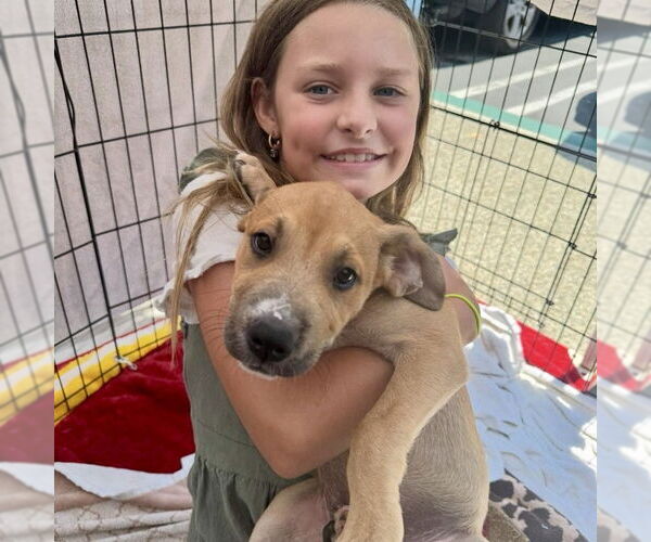 Medium Photo #7 Labrador Retriever-Unknown Mix Puppy For Sale in San Juan Capistrano, CA, USA