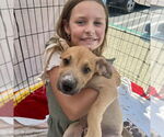 Small #6 Labrador Retriever Mix