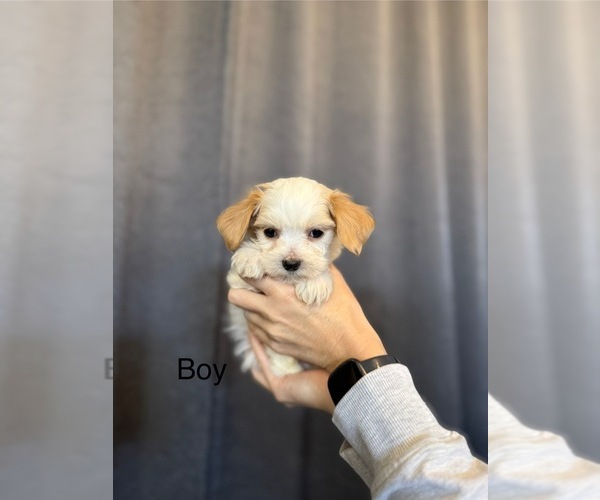 Medium Photo #1 Yorkipoo Puppy For Sale in PORTLAND, OR, USA