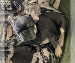 Small Photo #3 French Bulldog Puppy For Sale in PADUCAH, KY, USA