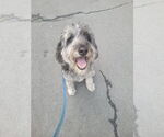 Small #1 Aussiedoodle