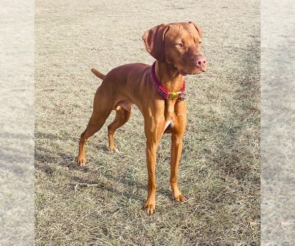 Medium Photo #1 Vizsla Puppy For Sale in ADEL, IA, USA