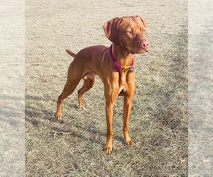 Father of the Vizsla puppies born on 07/28/2026