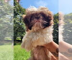Small Photo #5 Shih Tzu Puppy For Sale in LITHONIA, GA, USA