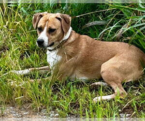 Livvy - Female Mutt Dog for Adoption - Photo #3