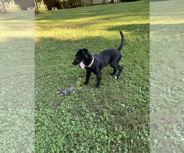 Medium Photo #6 American Pit Bull Terrier-Border Collie Mix Puppy For Sale in Ball Ground, GA, USA