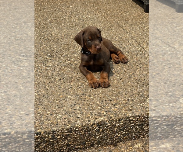 Medium Photo #1 Doberman Pinscher Puppy For Sale in MACOMB TOWNSHIP, MI, USA