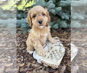 Cockapoo (Miniature) Puppy for sale in MIDDLEBURY, IN, USA