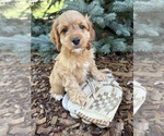 Small Cockapoo (Miniature)