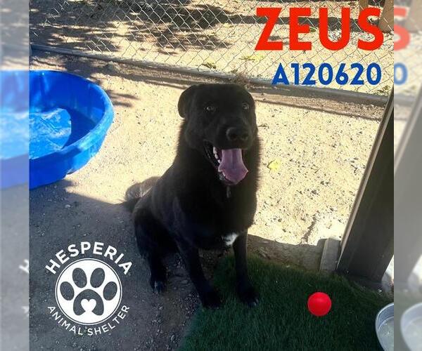 Medium Photo #1 Shepradors Puppy For Sale in HESPERIA, CA, USA