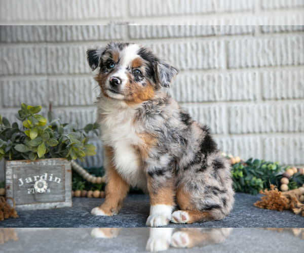 Medium Photo #2 Miniature Australian Shepherd Puppy For Sale in BALTIC, OH, USA