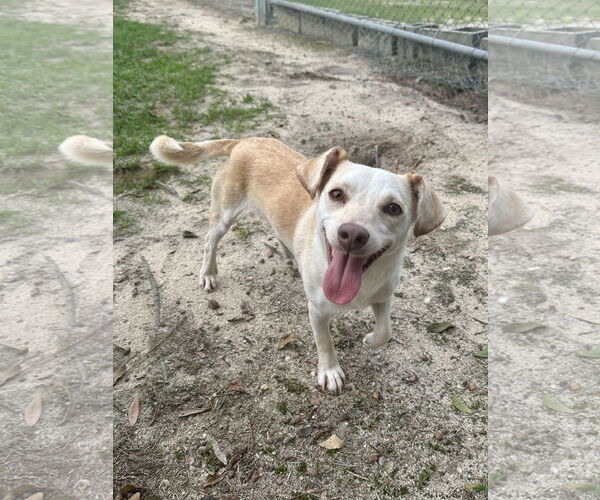 Medium Photo #1 Mutt Puppy For Sale in Eastman, GA, USA