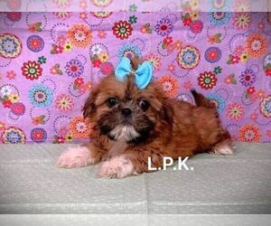 Shih Tzu Puppy for sale in WINNSBORO, LA, USA