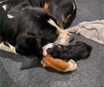 Small #2 Greater Swiss Mountain Dog