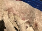 Small Photo #9 Double Doodle Puppy For Sale in TINGLEY, IA, USA