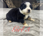 Puppy Girl 3 Australian Shepherd
