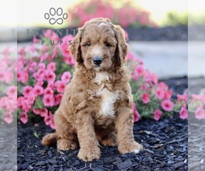 Goldendoodle (Miniature) Puppy for sale in GORDONVILLE, PA, USA