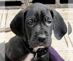 Small Photo #4 Great Dane Puppy For Sale in MARICOPA, AZ, USA