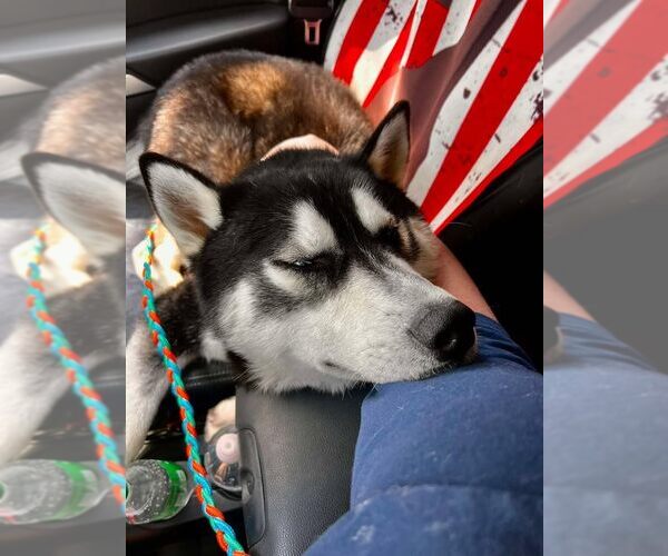 Medium Photo #4 Siberian Husky Puppy For Sale in Martinsburg, WV, USA