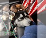Small #3 Siberian Husky