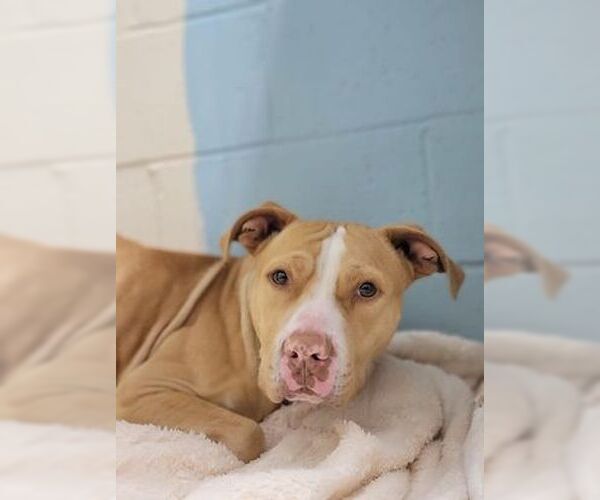 Medium Photo #1 American Staffordshire Terrier-Labrador Retriever Mix Puppy For Sale in Orangeburg, SC, USA